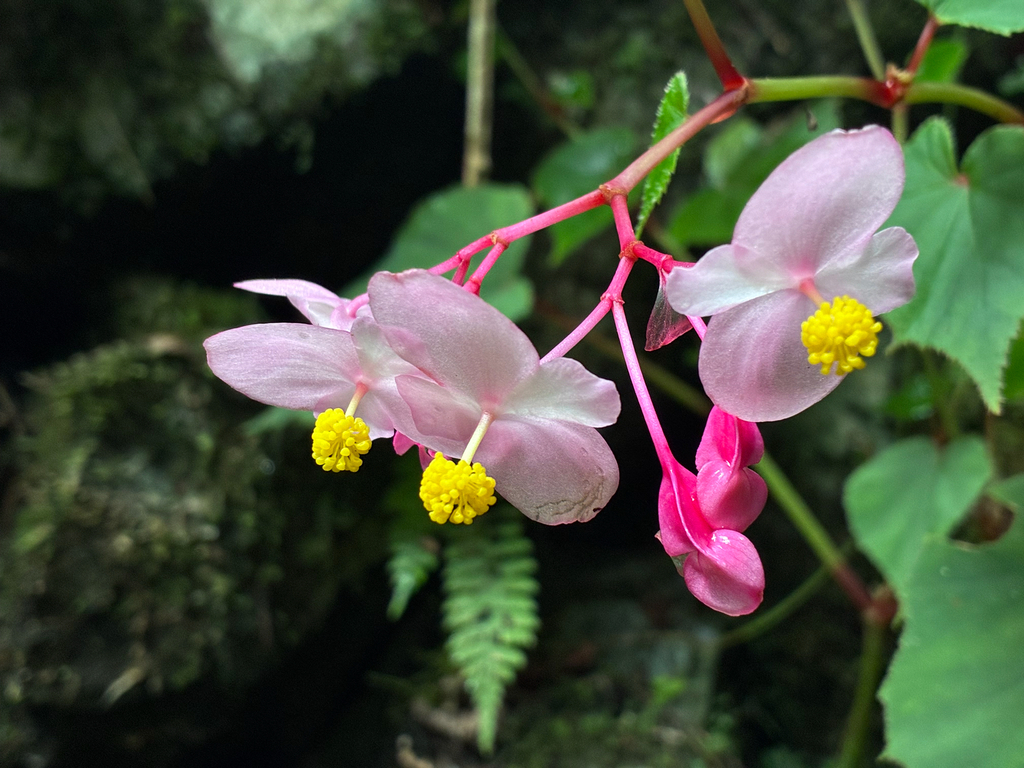 Begonia grandis, Hinohara, Tokyo, JP