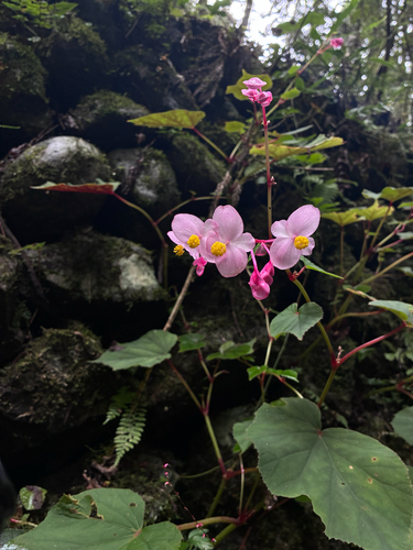 Begonia grandis