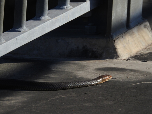 Eastern Brown Snake sighting