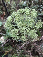 Angelica lucida