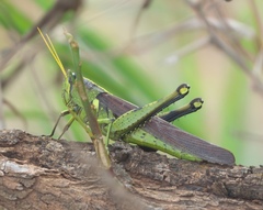 Schistocerca alutacea