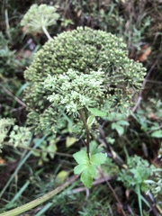 Angelica lucida