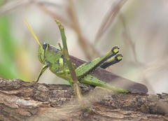 Schistocerca alutacea