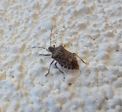 Halyomorpha halys