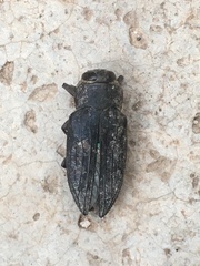 Chrysobothris merkelii