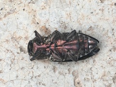 Chrysobothris merkelii
