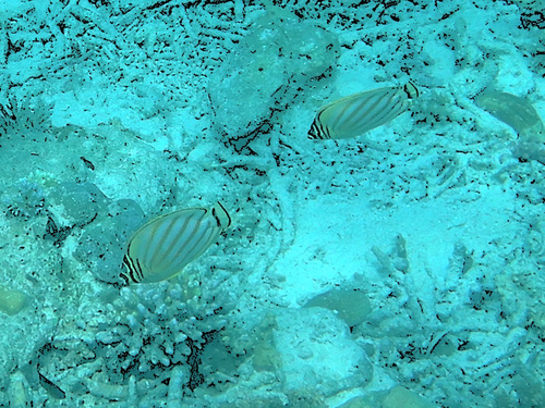 Chaetodon ornatissimus