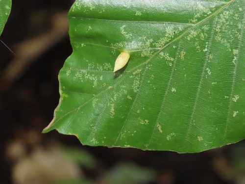 Beech Gall Midge, Ommen, Nederland, photo 7 of 10