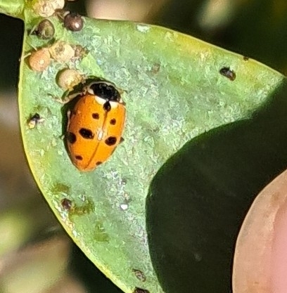 Variegated Lady Beetle