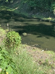 Tachybaptus dominicus