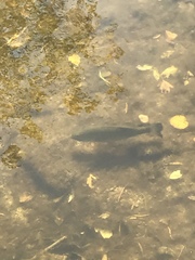 Micropterus salmoides