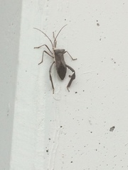 Acanthocephala
