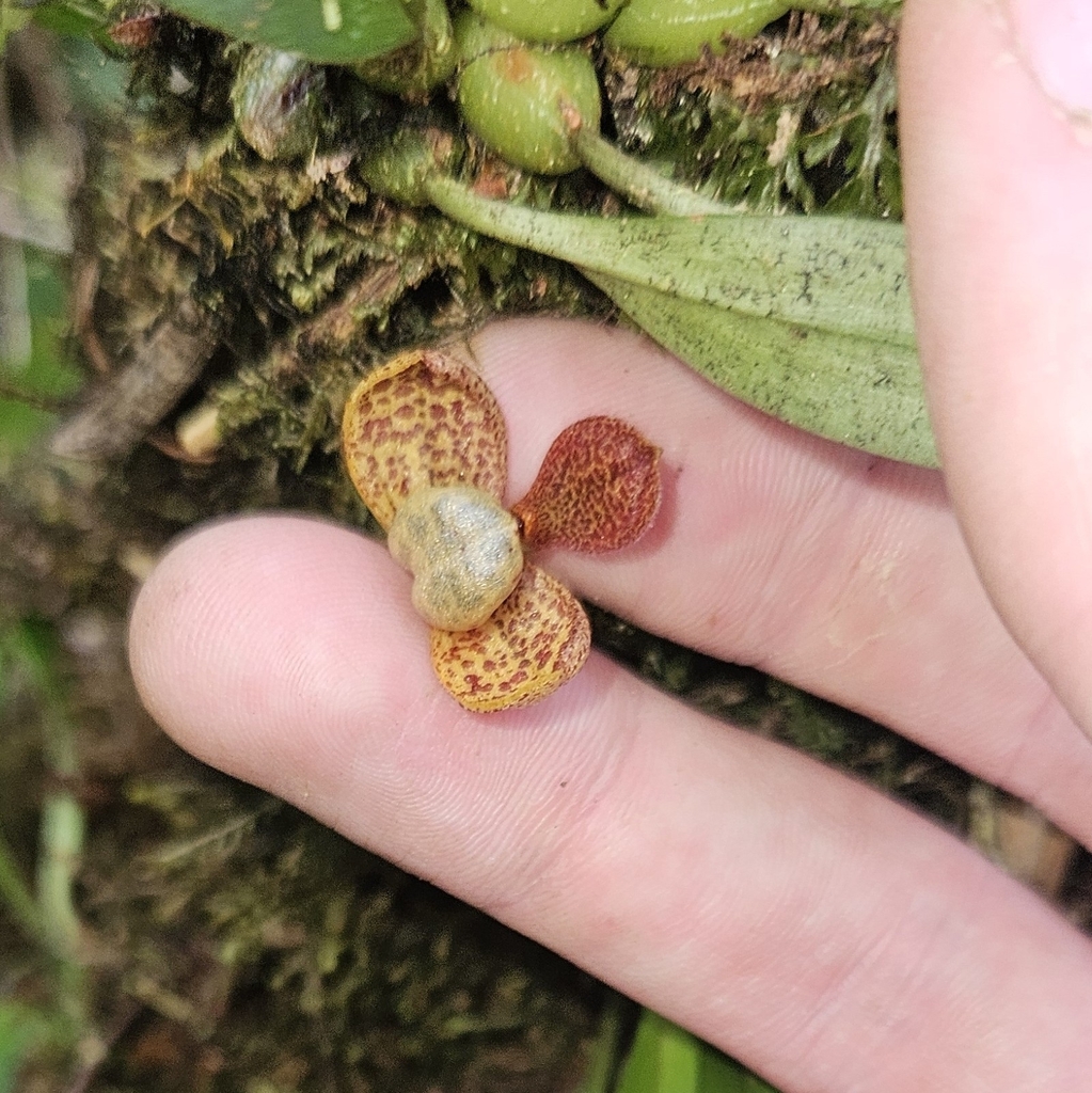 Bulbophyllum brachypus