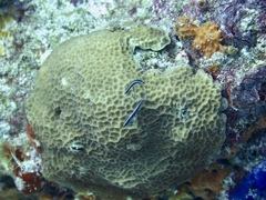 Elacatinus lobeli