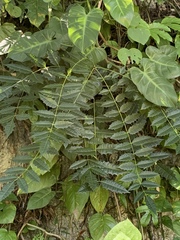 Comocladia