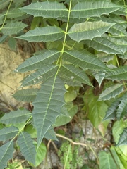 Comocladia