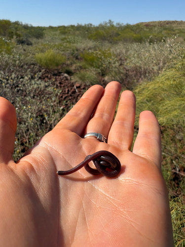 Photo of a Pilbara Blind Snake (Anilios pilbarensis)