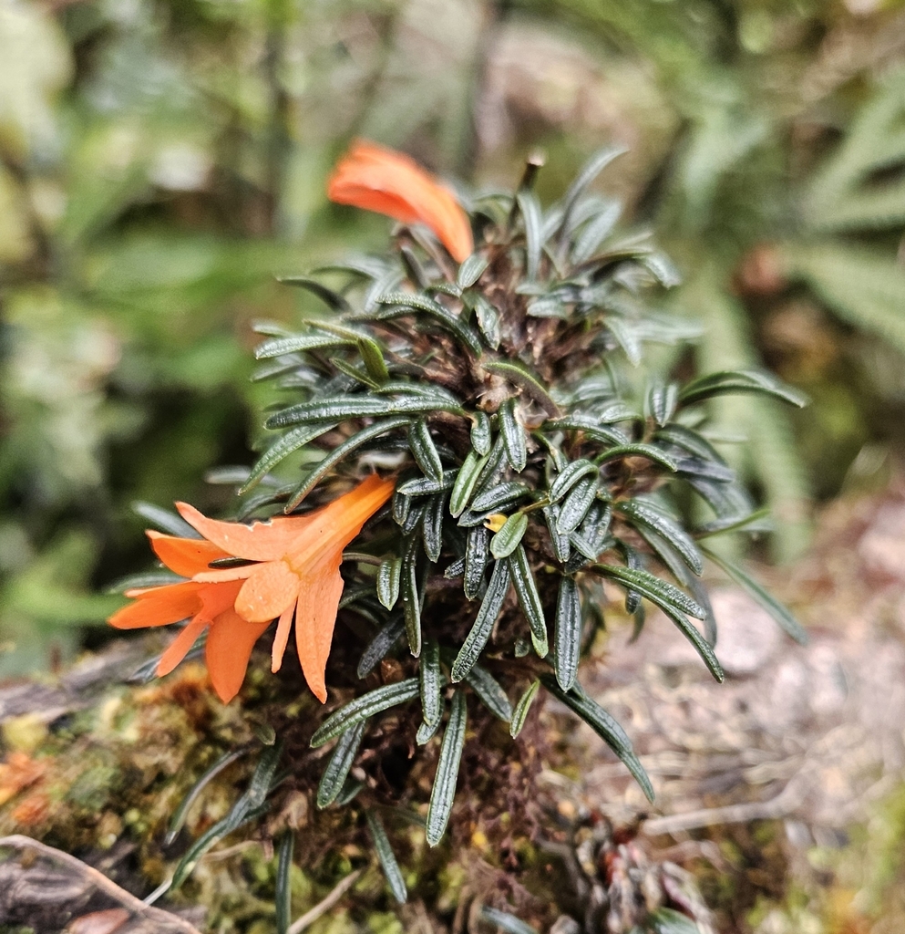 Dendrobium dekockii J.J.Sm. 2