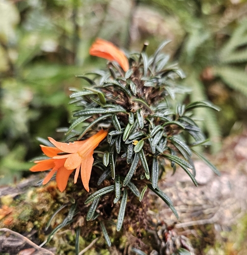 Diplocaulobium dekockii (J.J.Sm.) A.D.Hawkes 2
