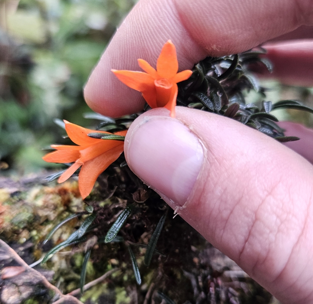 Dendrobium dekockii J.J.Sm. 3
