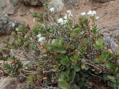 Veronica lavaudiana