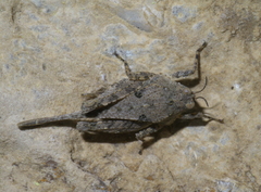 Paratettix cucullatus