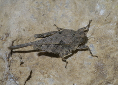 Paratettix cucullatus