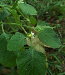 Solanum sarrachoides