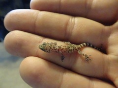 Hemidactylus turcicus