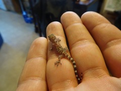 Hemidactylus turcicus