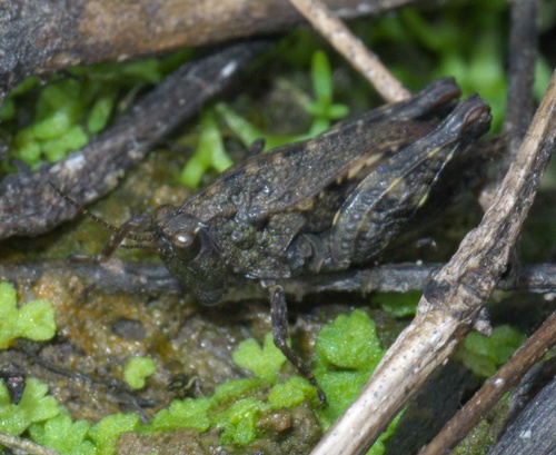 Armored Pygmy Grasshopper photo 4