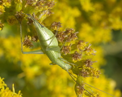 Oecanthus celerinictus