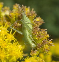 Oecanthus celerinictus