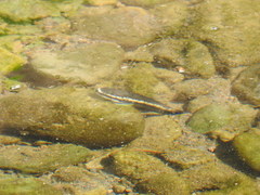 Nopoli Rockclimbing Goby photo 2