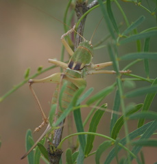 Pediodectes haldemanii