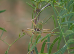 Pediodectes haldemanii