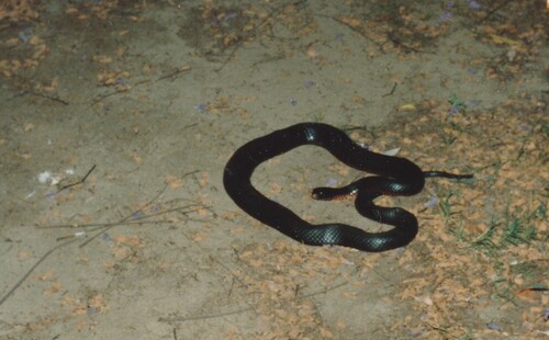 Red-bellied Black Snake sighting
