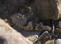 Trimerotropis californica