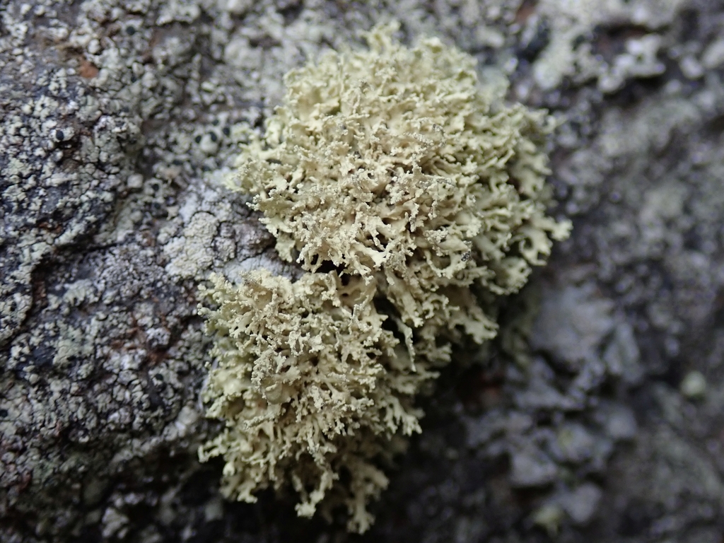 Ramalina fimbriata