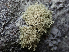 Ramalina unilateralis