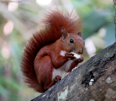 Sciurus granatensis