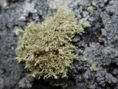 Ramalina unilateralis