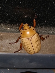 Pelidnota laevissima