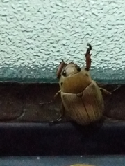 Pelidnota laevissima