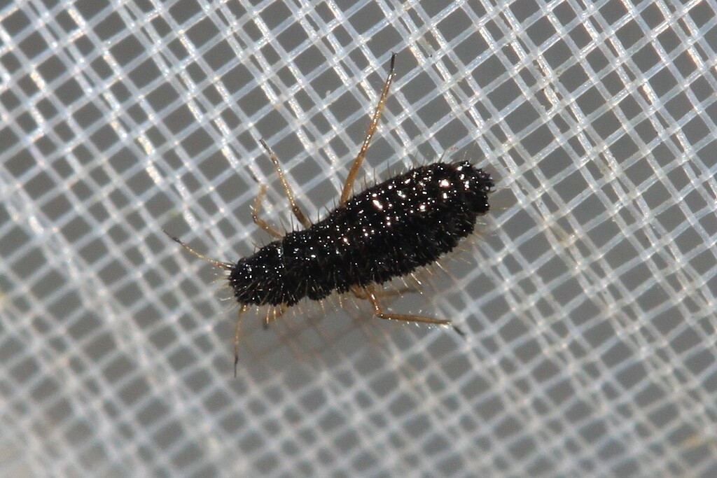Chaetosiphella