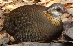 Tropicoperdix chloropus