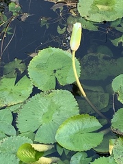 Nymphaea pulchella