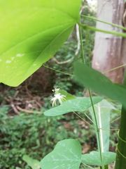 Passiflora filipes
