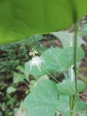 Passiflora filipes