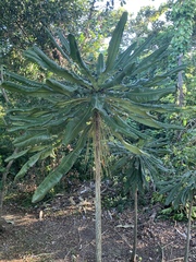 Clavija domingensis